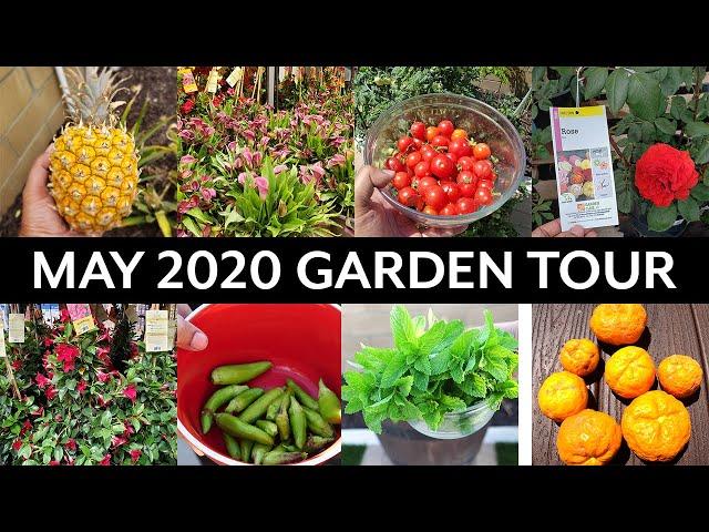 California Gardening May 2020 Garden Tour - Vegetable and Fruit Trees Gardening Tips!