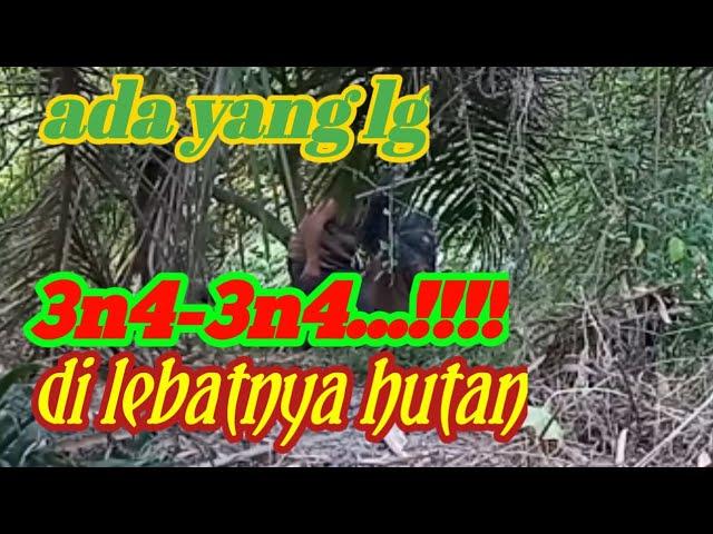 DI LEBATNYA HUTAN ADA YANG LAGI 3N4-3N4/suku mante