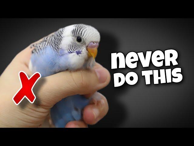 12 Things You Should Never Do to Your Budgie