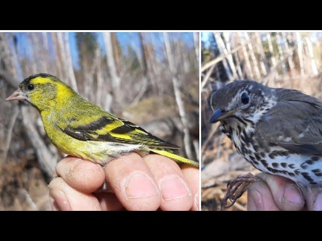 ЛОВЛЯ ЧИЖЕЙ, ПЕВЧЕГО ДРОЗДА 28.04.22.