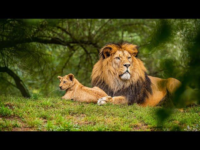 Lion Attack Man in Forest | Lion Attack Hunter | Lion Attack Stories part 7