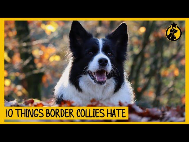 10 Things Border Collies Hate That You Should Avoid