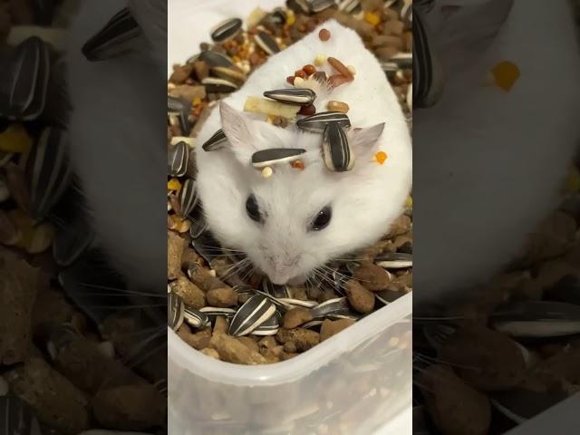 Asmr makann #cute #rana #pets #ranashow #animals #hamsterdance #funny