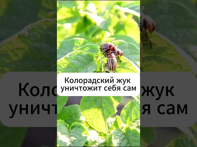 Колорадский жук уничтожит себя сам!!!  #огород #дача #картофель #колорадскийжук