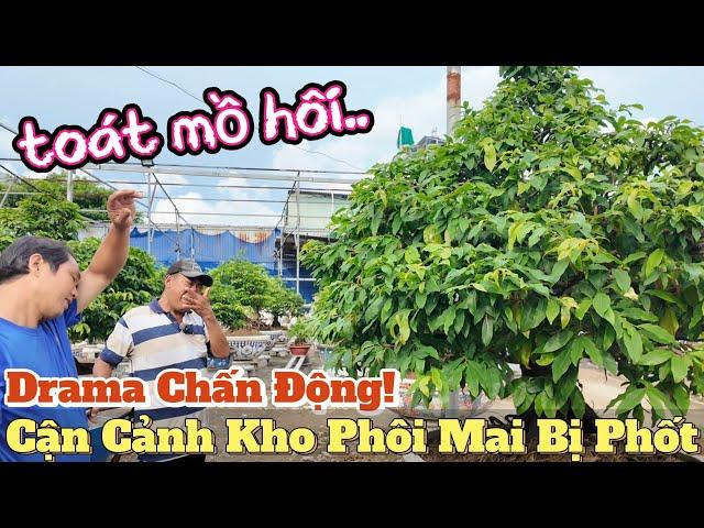 Lộc Tài tham quan vườn mai Phương Bình bức xúc kiểm tra Kho Phôi Mai Bị Phốt Mua Không Trả Tiền!