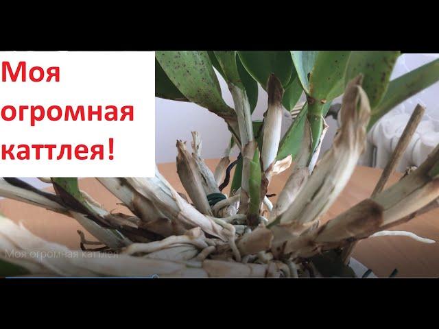 Моя огромная орхидея каттлея! Вершки и корешки  Cattleya