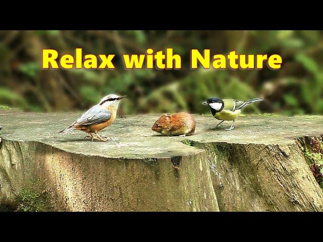 Videos for Dogs : Mouse and Birds Spectacular - 8 HOURS ~ Relax with Nature  