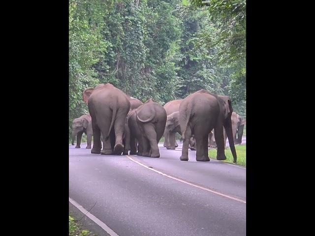 พบญาติ #elephant
