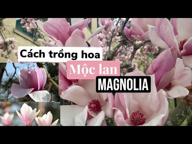 Cách trồng hoa mộc lan - từ lúc cây có nụ đến ra hoa #magnoliatree