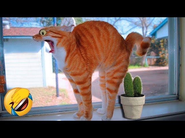 Funny Animal Videos 2024! Funniest Cats and Dogs Videos