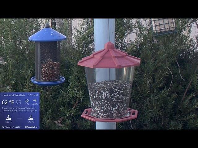 Orlando Florida Bird Cam WD 02/17/2025