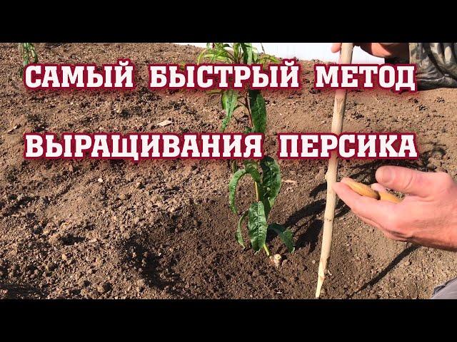 Самый быстрый способ выращивания персика ! ! !