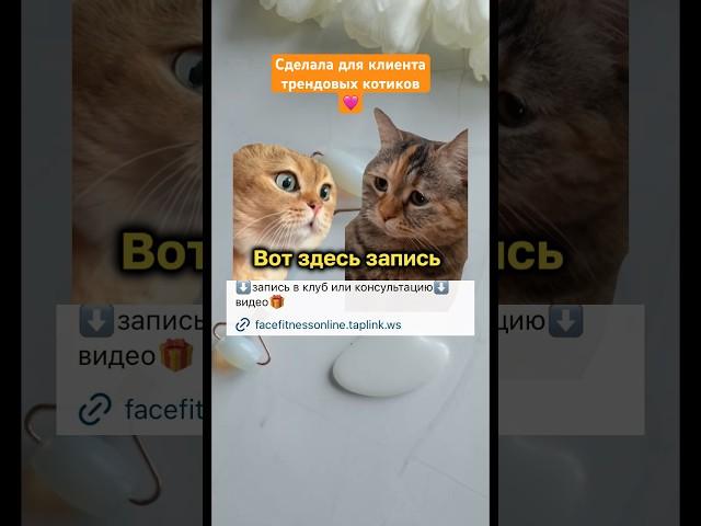 Тренд с котами #видеоконтент #видеомейкер #видеограф #котики