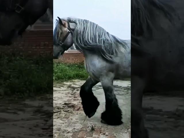 Big Horse  {Wild Life} || World Of Animals #love #adventure #wildlife #youtubchannel #100 #001