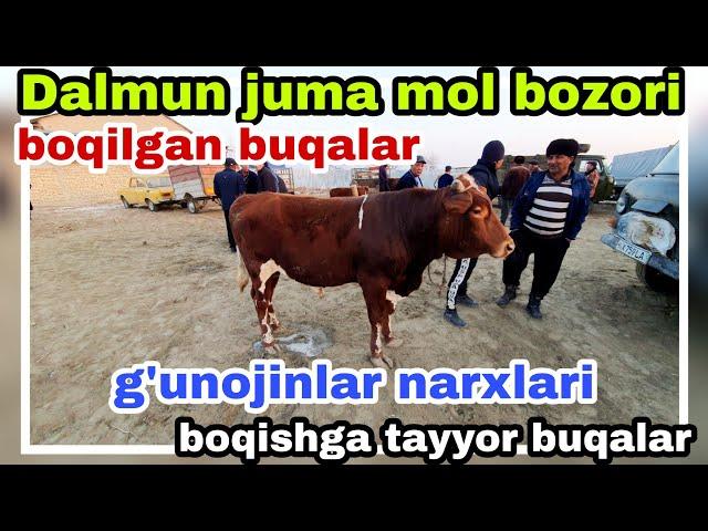 Jondor Dalmundagi Juma mol bozori boqilgan va boqishga tayyor buqalar g'unojinlar narxlari25/02/2022