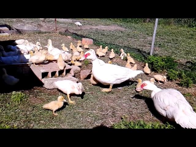 KacsaFarm/Duck Farm-Muscovy duck