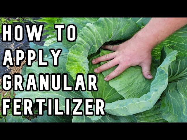 Applying Granular Fertilizer for a Vegetable Garden