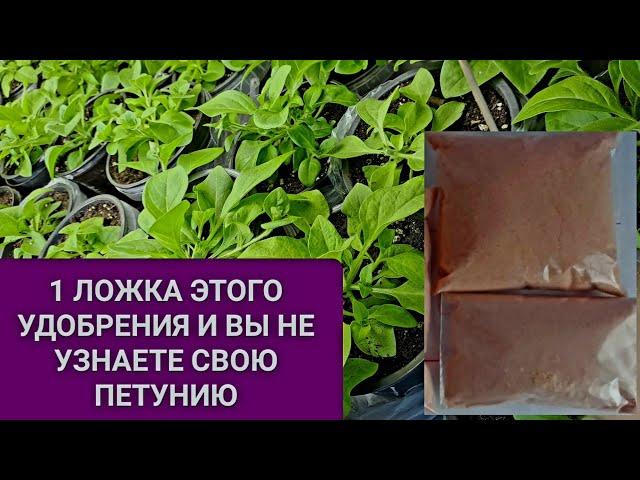 1 ЛОЖКА ЭТОГО УДОБРЕНИЯ И ВЫ НЕ УЗНАЕТЕ СВОЮ ПЕТУНИЮ. ВТОРАЯ ПОДКОРМКА  ПЕТУНИИ ПОСЛЕ ПЕРЕВАЛКИ.