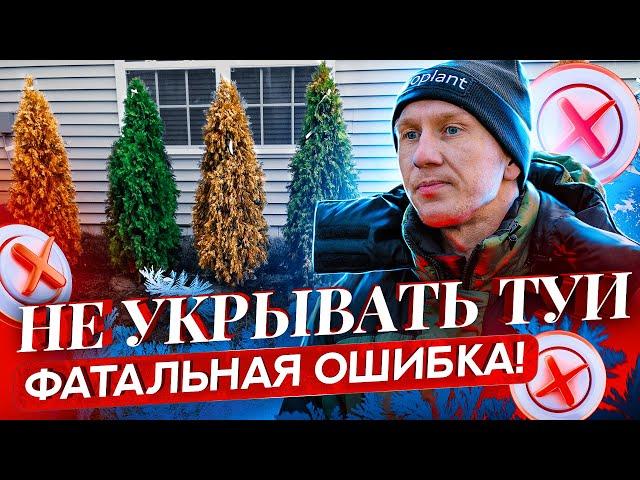 Укрытие хвойных растений на зиму (алгоритм). Сохраните свои нервы весной