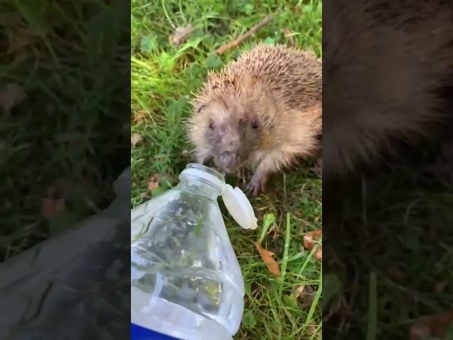 2 dying hedgehogs were trapped in a construction hole for days 