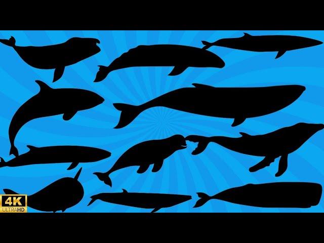 Guess the shadows of whales | sea animals quiz for kids | learning video for kids | Whales