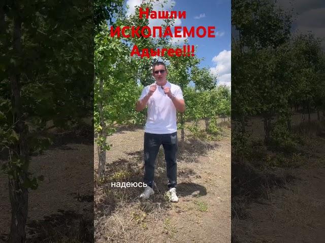 Миллионы на ископаемых растениях в огороде ! Бизнес Х10 для всех ! Хвоя  Питомник Туя Сосна Ель Кедр
