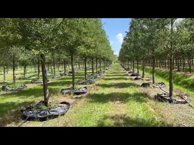 Live Oak Trees 18-20' ht x 5-6" tr dia/Large Live Oak Trees For Sale/Trees fot Sale Central Florida