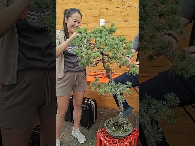 Bonsai Kreativ Fest in Dusseldorf Germany (bonsai werkstatt busch). The demos have started!