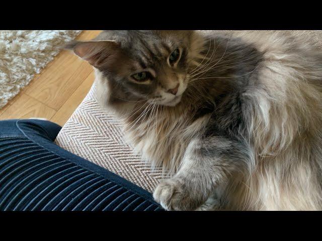 HUGE Maine Coon Cat Talks To Owner: #talkingcat