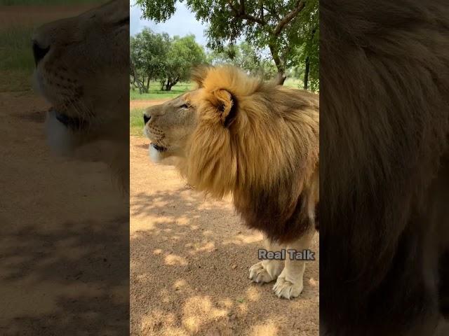 Barbary Lion Vs American Lion  | #shorts #lion #facts #wildanimals