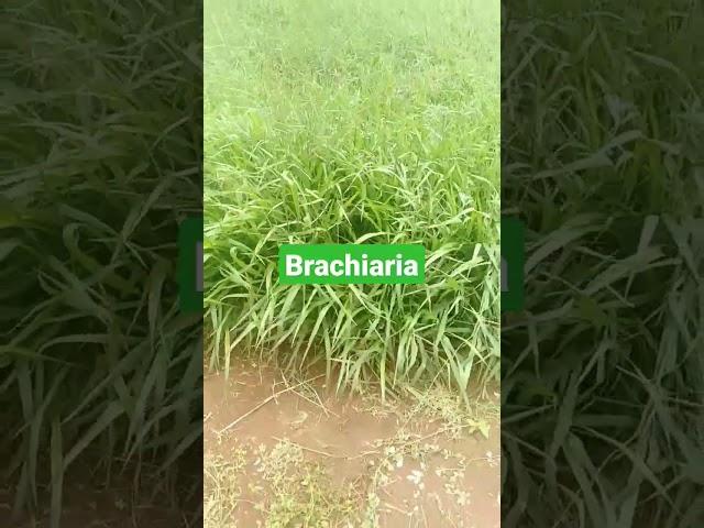 New Brazilian grass in Zimbabwe