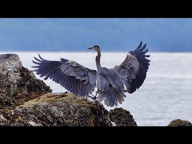 Great Blue Herons Courting, Nesting, and Hunting: HD Close-Ups