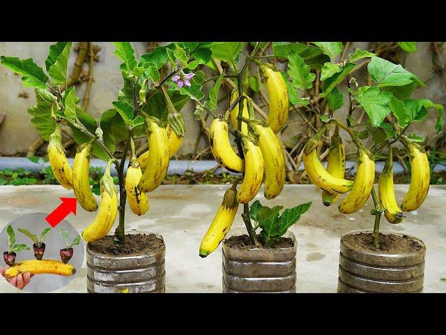 Surprised With How To Grow Eggplant With Banana | Growing Eggplant At Home