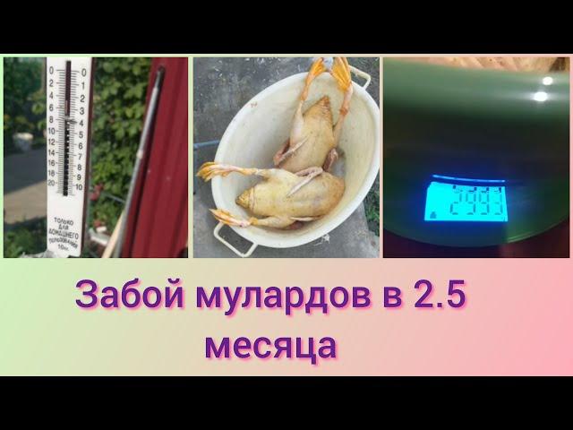 Забой мулардов в 2,5 месяца.