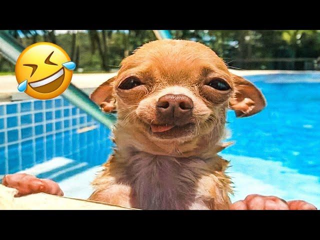 Funny Animal Videos 2024! Funniest Cats and Dogs Videos