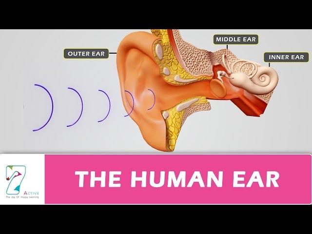 THE HUMAN EAR