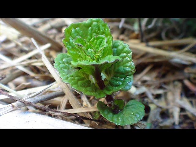 Invasive Plants | Stopping Mint in Garden Bed and Gopher Attack