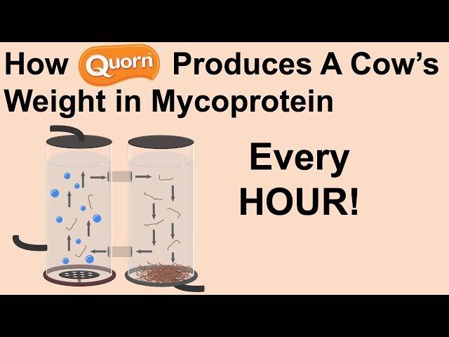 How Quorn Uses Biotechnology to Produce Meat Substitutes