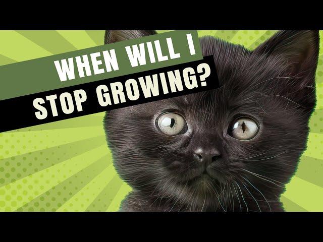 WHEN WILL MY CAT STOP GROWING?!?!  *The Answer Might Surprise You!*