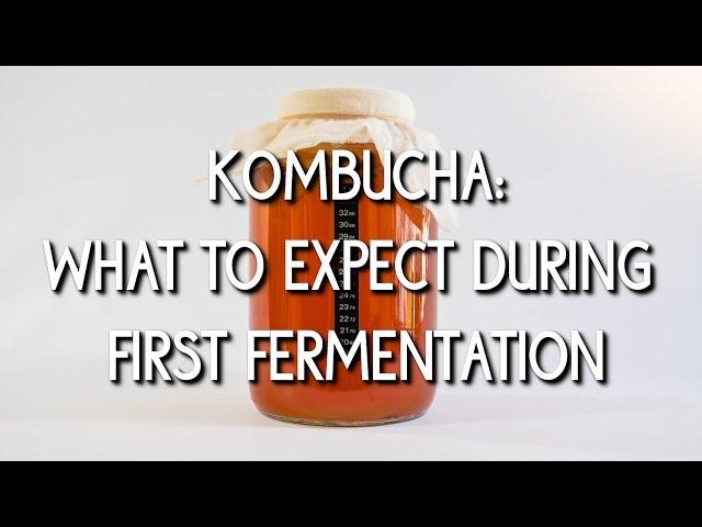 What to Expect During First Fermentation