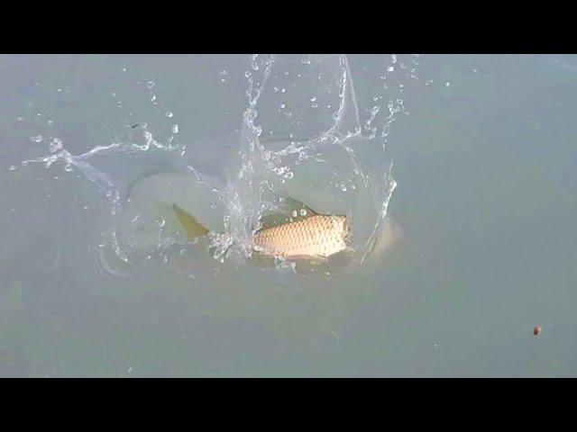 New failed  fishing video 2024 | latest fishing at indus river with hooks | EP 189