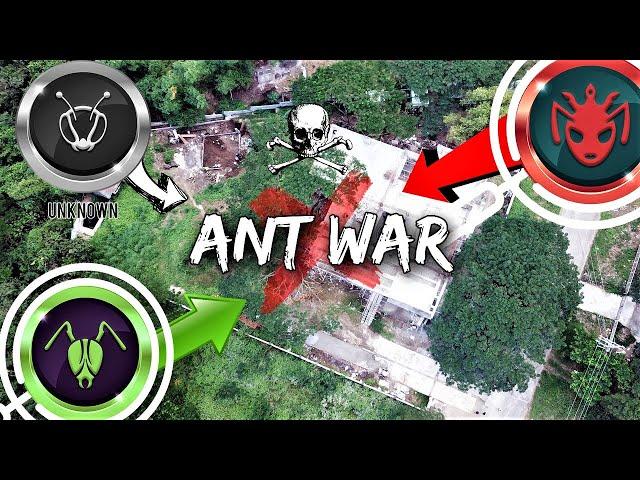 There's a Massive ANT WAR Happening in My Backyard | 'The Battle for Antopia'