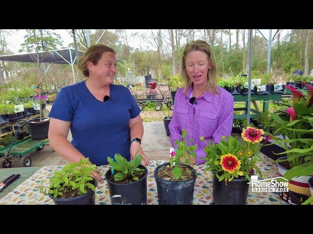 Texas Native Plants