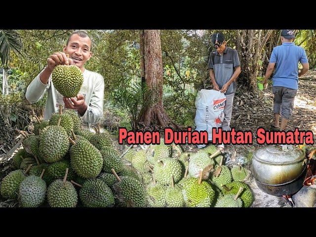 Penen durian hutan Sumatra,buah lokal rasa Internasional.!!