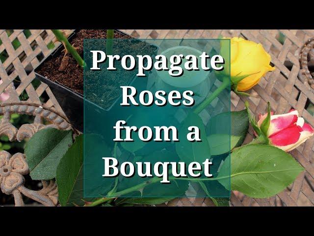 Propagate Roses from a Bouquet