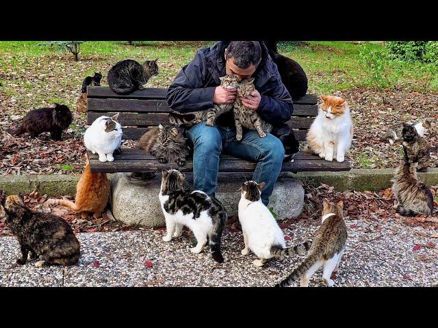 Every Christmas, the stray cats show their gratitude to this man through a display of love.