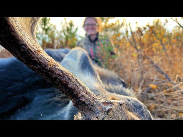 Bull Moose Called In! and how to cut your own meat without knowing anything