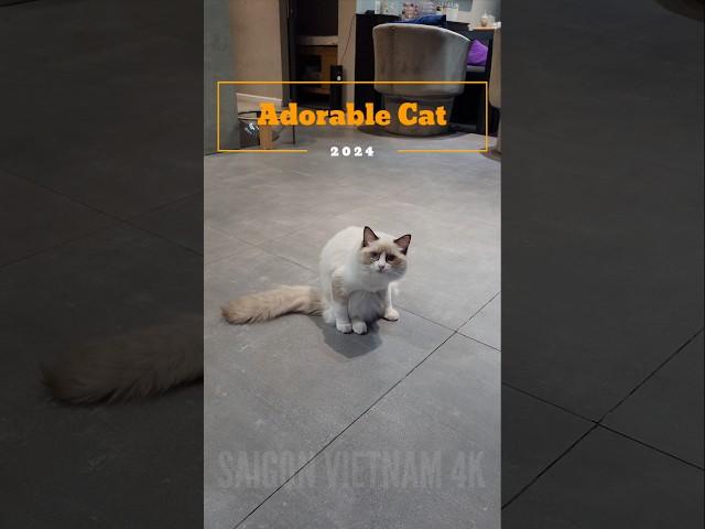 Saigon Vietnam 4K : Adorable Cat