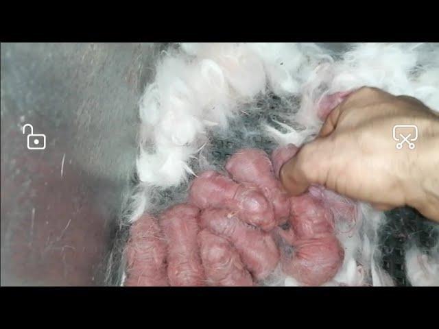 مشروع تربية الارانب للمبتدئين /شروط نجاح مشروع تربية الارانب عملى من المزرعه