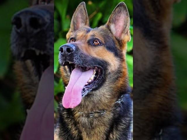 Rest in Peace K9 Ace